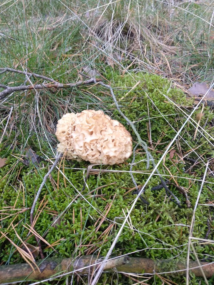 IMG_20190926_161132.jpg - Olek_51