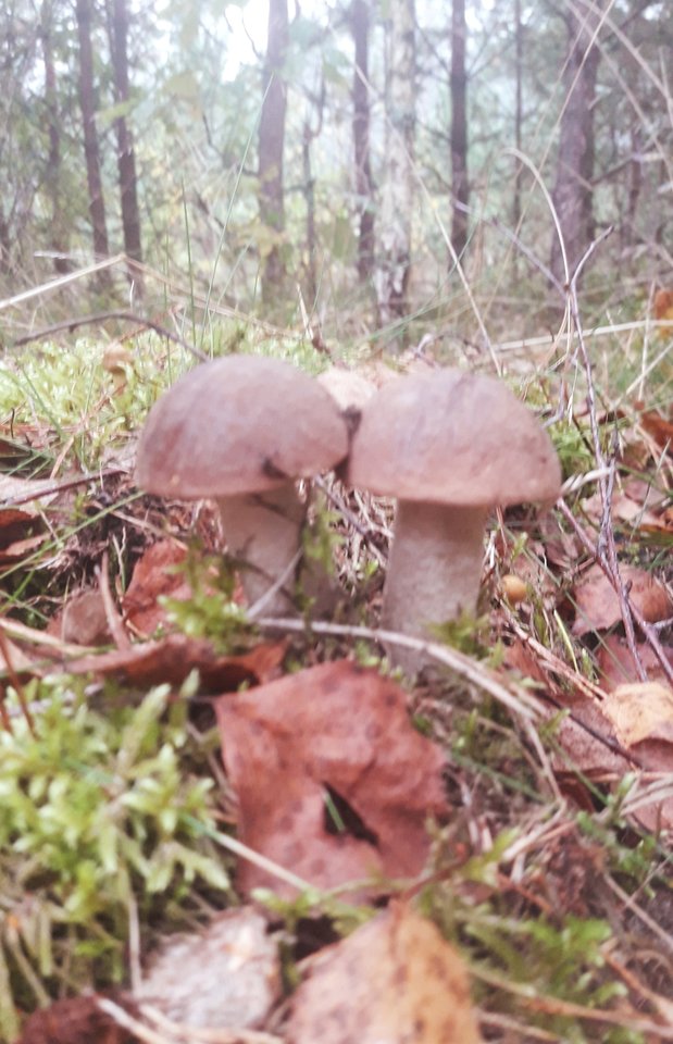 20190928_075924.jpg - dino8