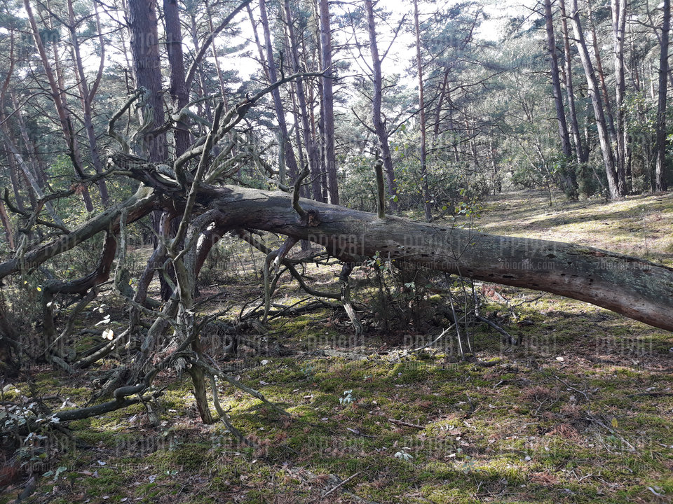 20190928_133600.jpg - pp1981