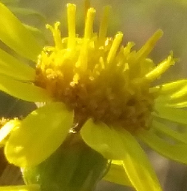 20190823_174753-1.jpg - Kocurek885