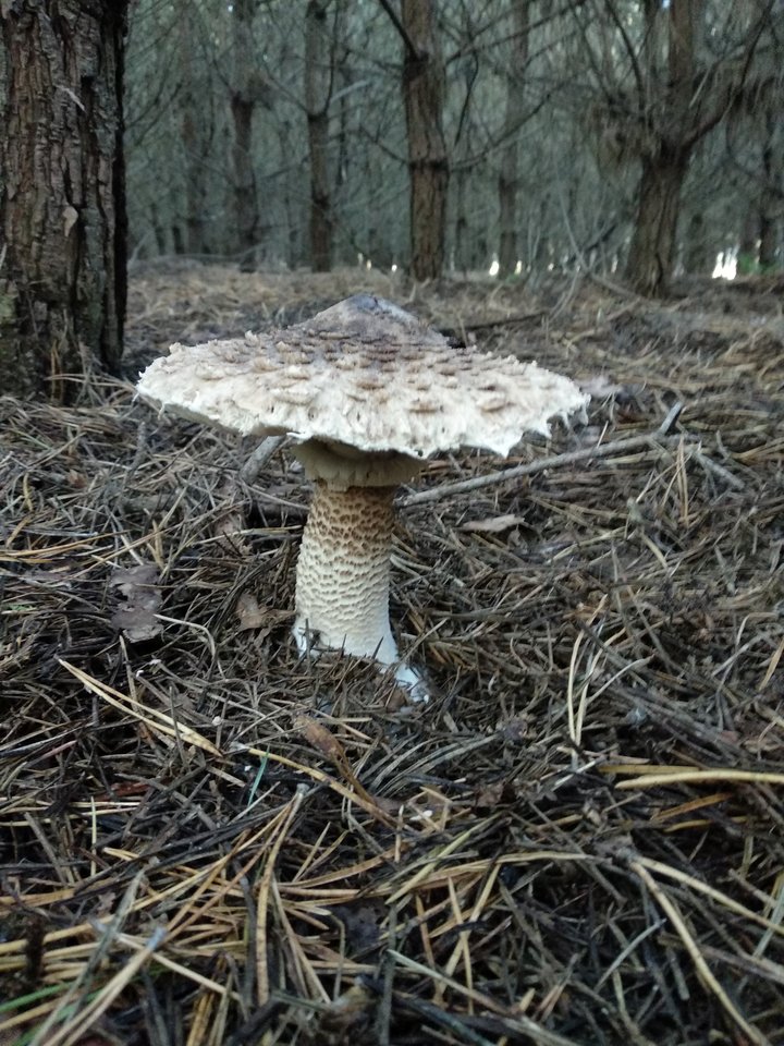 IMG_20190928_171937.jpg - Olek_51