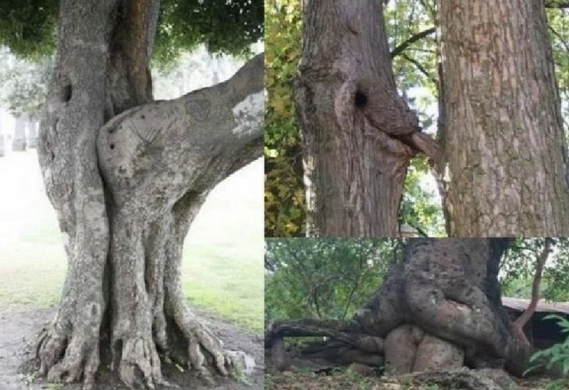 lesny sex.jpg - shrek38