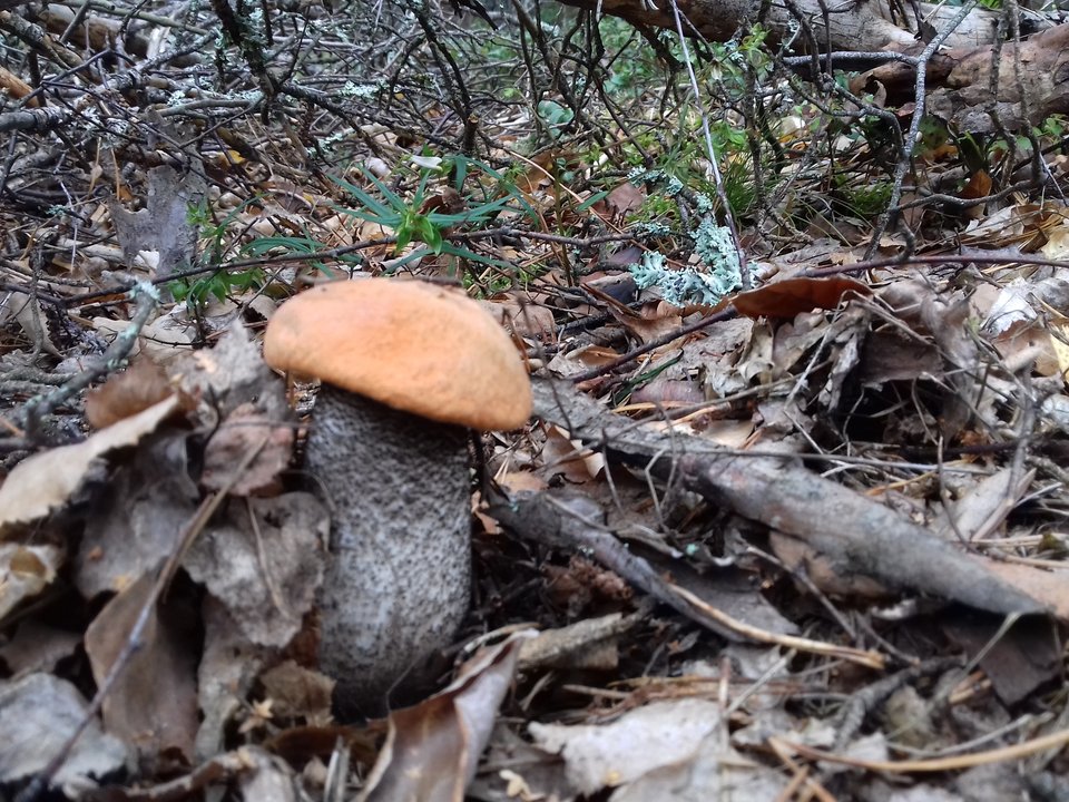 20190927_092920.jpg - torii99