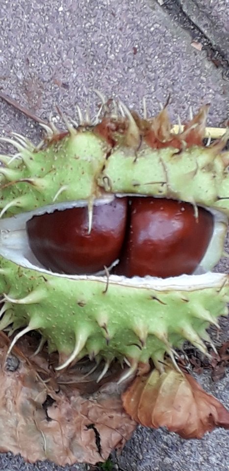 Screenshot_20191005-214058_Gallery.jpg - Nuteczek101