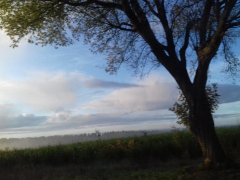 20191004_075109.jpg - torii99