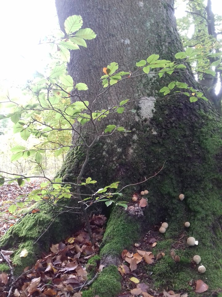 20191004_115026.jpg - torii99