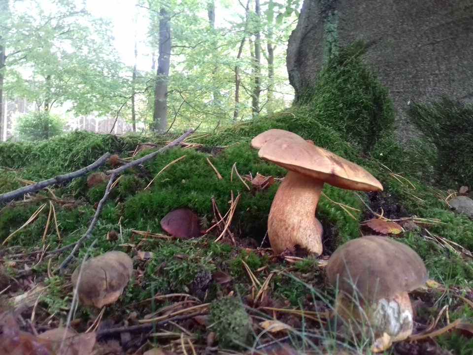 20191004_112624.jpg - torii99