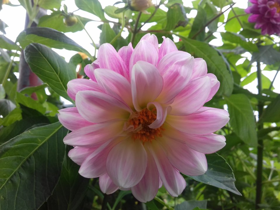 20191003_141615.jpg - torii99