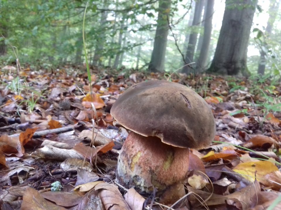 20191004_083003.jpg - torii99