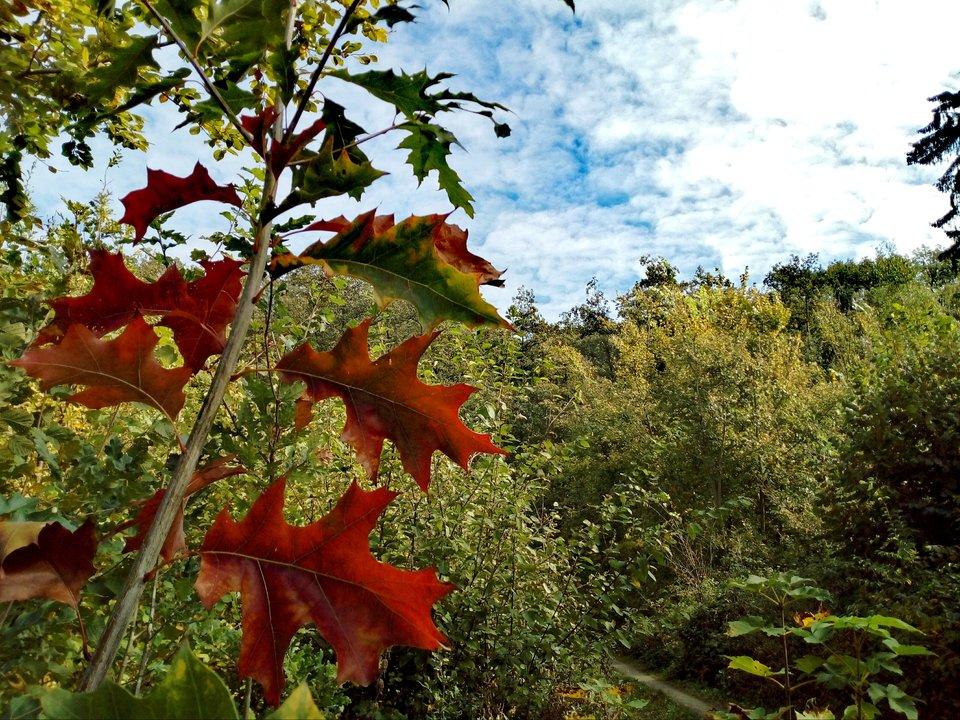 20191006_173709.jpg - Alien65