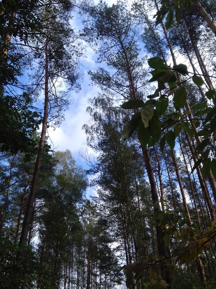 20191010_134131.jpg - torii99