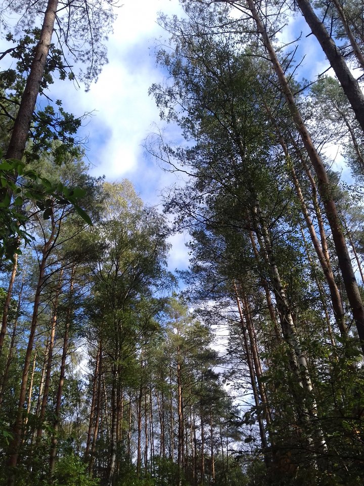 20191010_134144.jpg - torii99