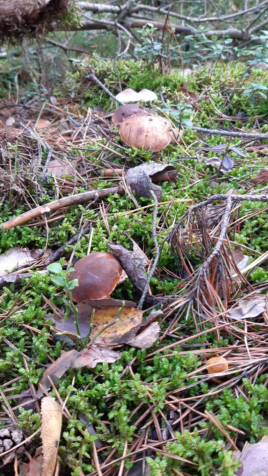 Idziemy? - Nikt_taki