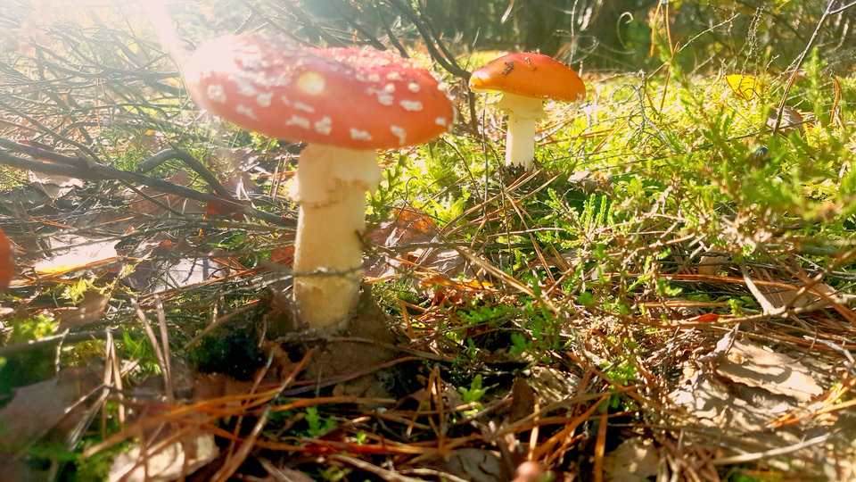 PhotoEditor_20191013_090130632.jpg - studencik212