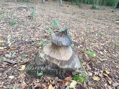 20191006_174155.jpg