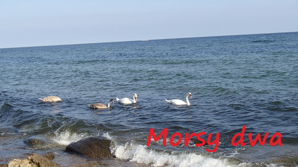Były pierwsze na kąpielisku. - Morsy_dwa