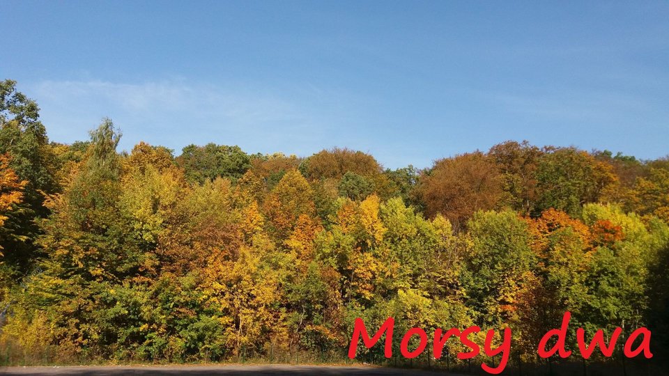 Jesień w przymorskim lesie. - Morsy_dwa