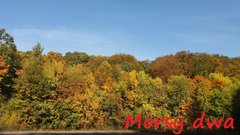 Jesień w przymorskim lesie.