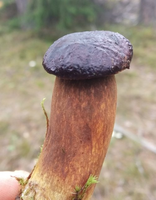 Jakieś skojarzenia? - shinzo