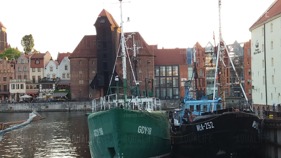 20180522_202037.jpg - Aqualife