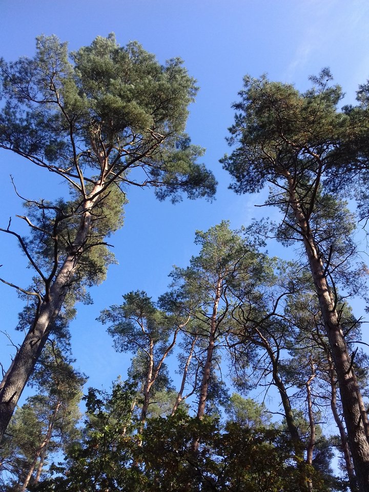 20191015_125632.jpg - torii99