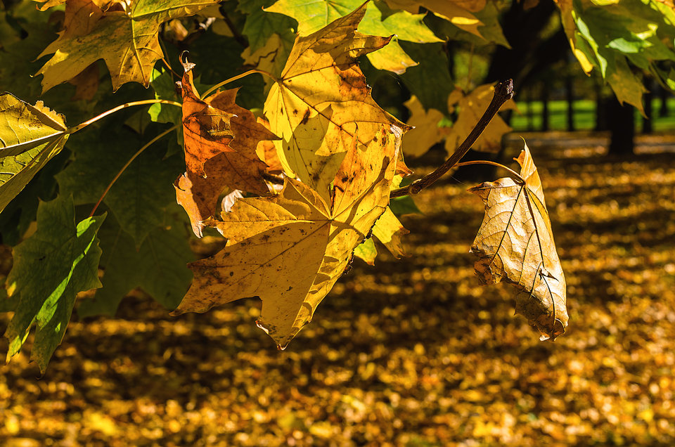 Jesiennie10 - mystic