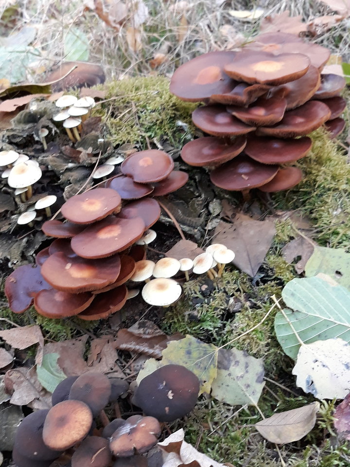 20191020_132929.jpg - Floria333