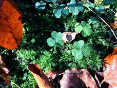 Szczęście w miłości.jpg