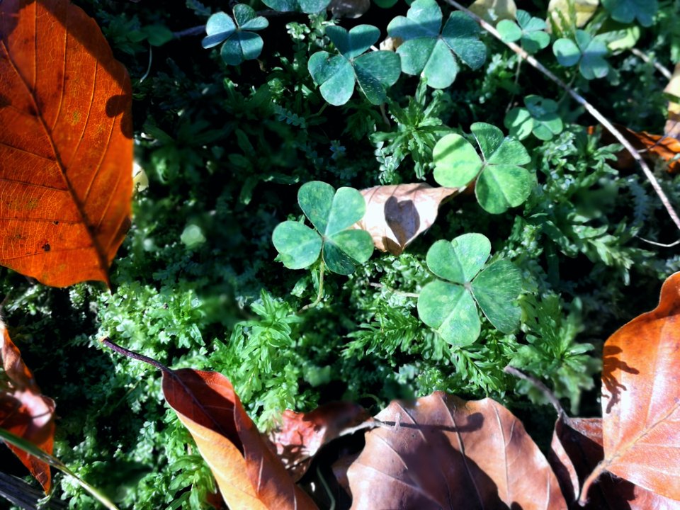 Szczęście w miłości.jpg - MaciekBoribos