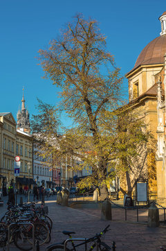 Jesień na Stolarskiej