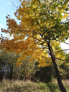 Jesiennie 🍂🍁🍃