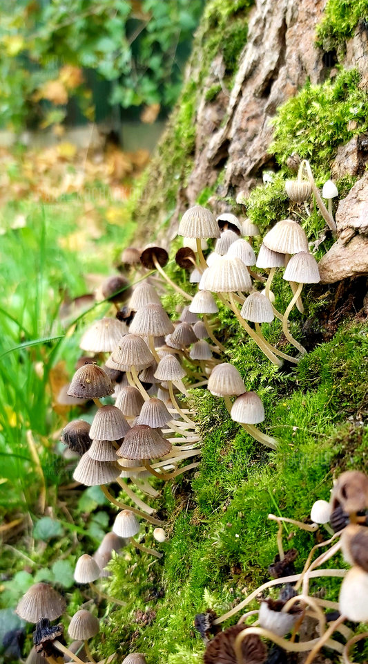 Grzyby - para_kochankow