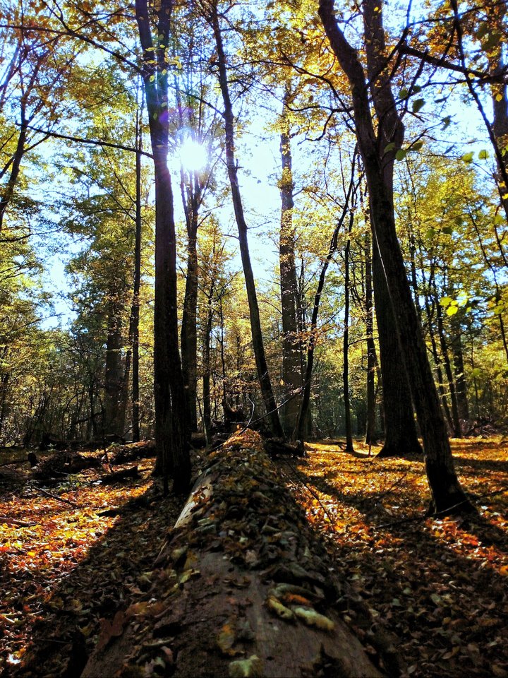 20191024_090651.jpg - Alien65