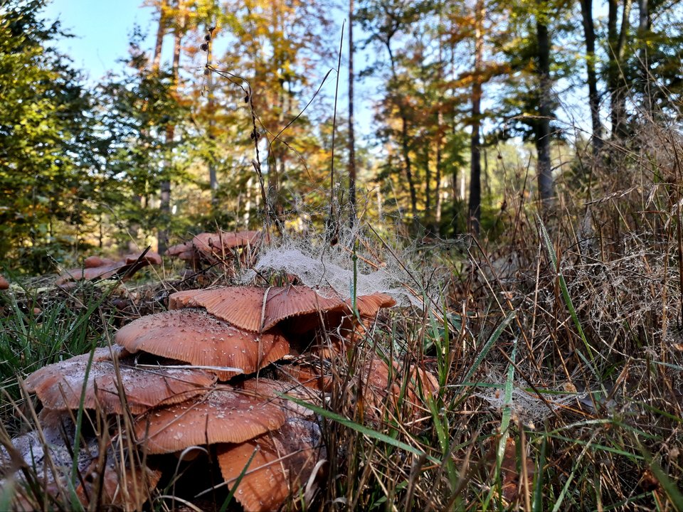 20191019_081510.jpg - Alien65