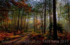 I znów mamy ten cudny czas gdy liście brązowieją ...