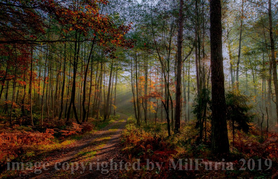I znów mamy ten cudny czas gdy liście brązowieją ... - milFuria