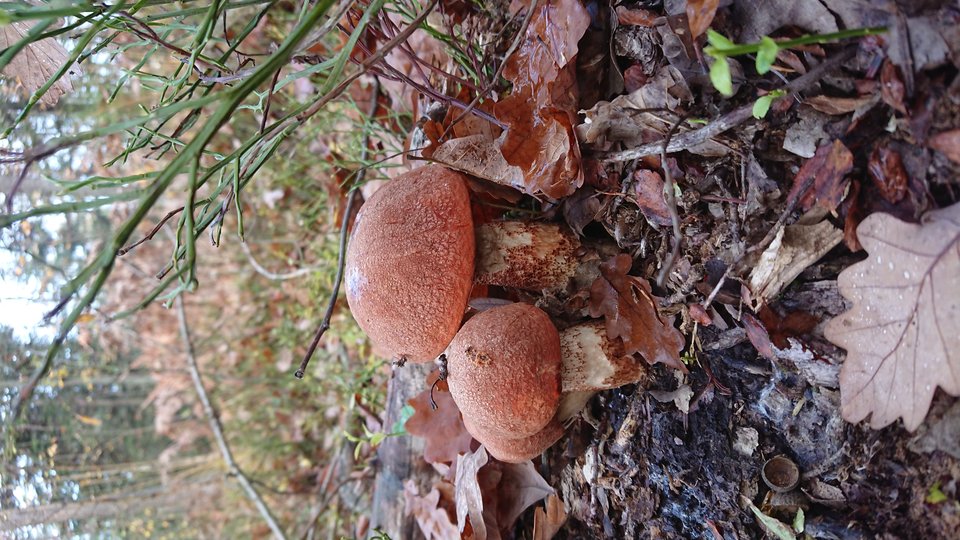 DSC_0410.JPG - teeo3