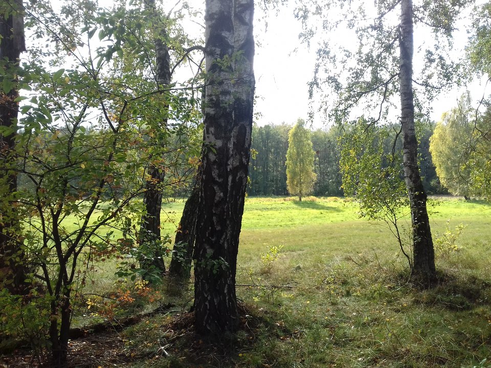 20191010_133635.jpg - torii99