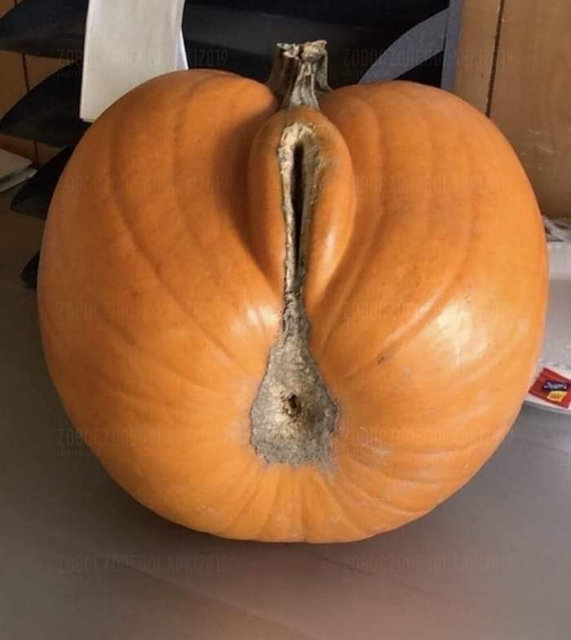 🎃🎃🎃🎃 - ZoboczoneGolabki2019