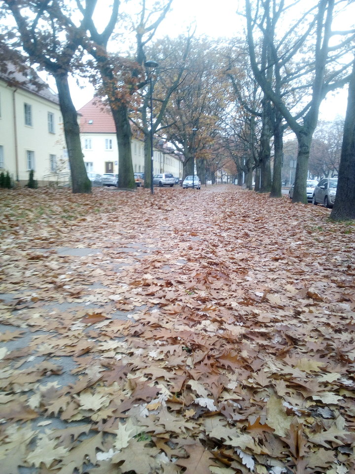 IMG_20191025_075702.jpg - matmartifer