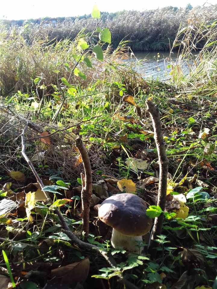 20191026_153926.jpg - torii99