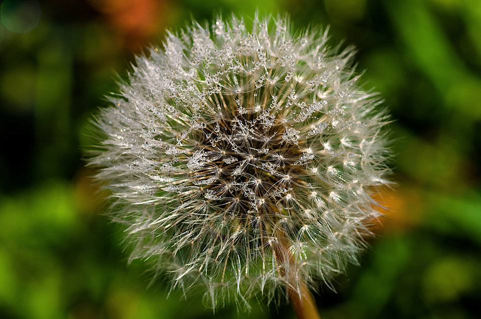 Jesienna rosa - mystic