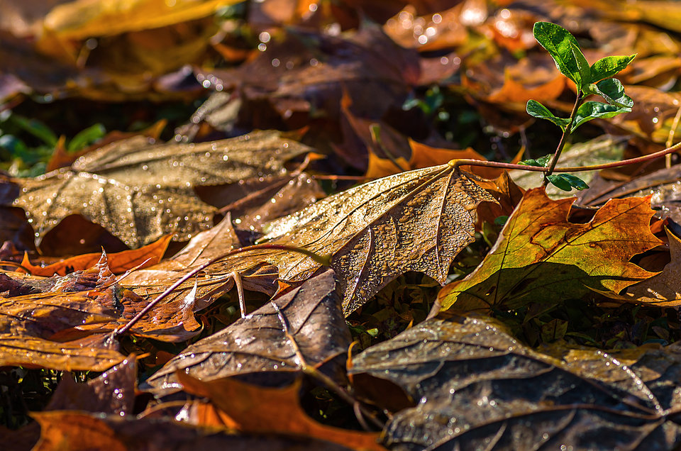 Jesienna rosa 1 - mystic