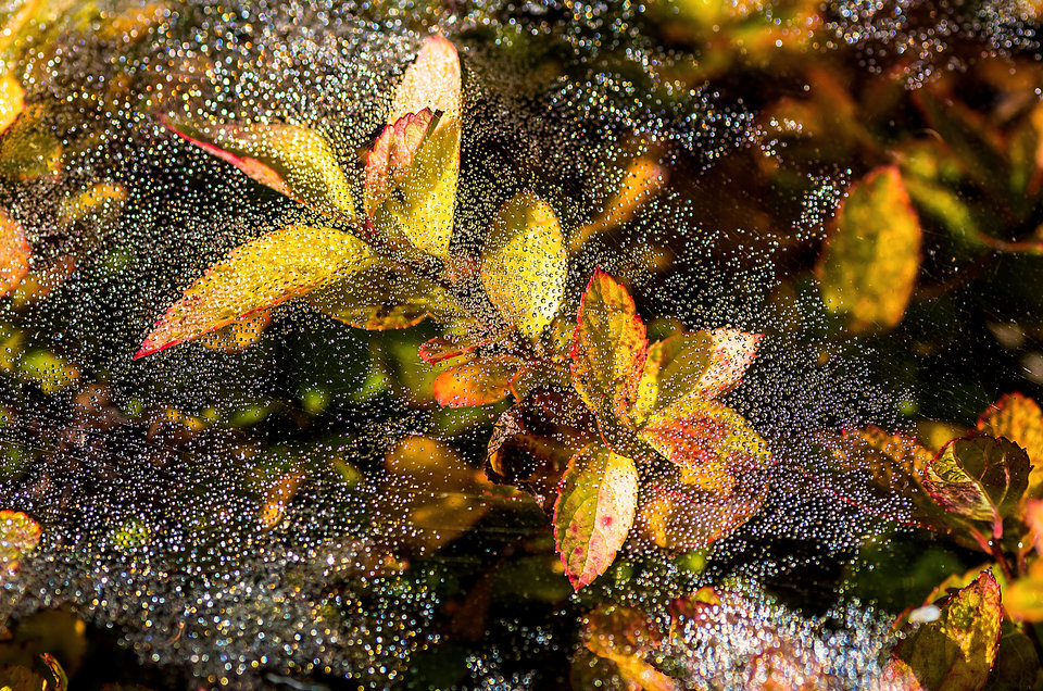 Jesienna rosa 2 - mystic