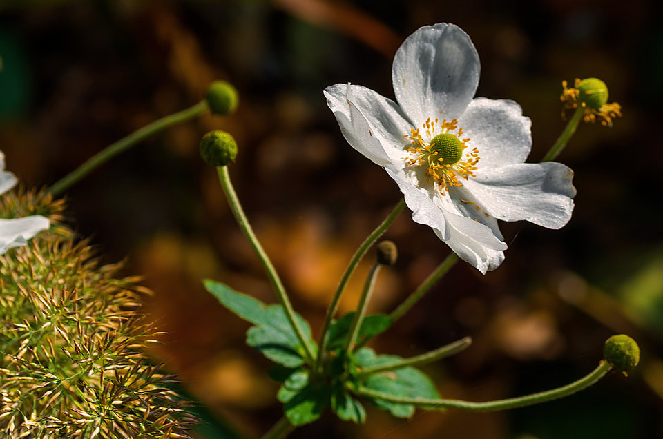 W jesiennym słońcu - mystic