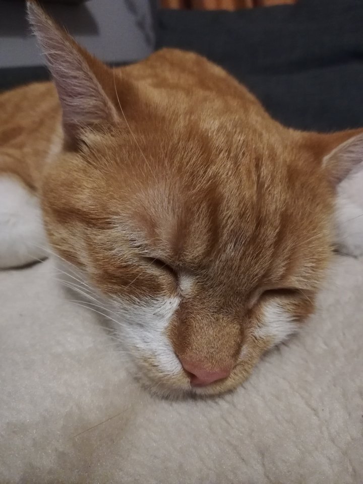 IMG_20191027_164902.jpg - Makser67