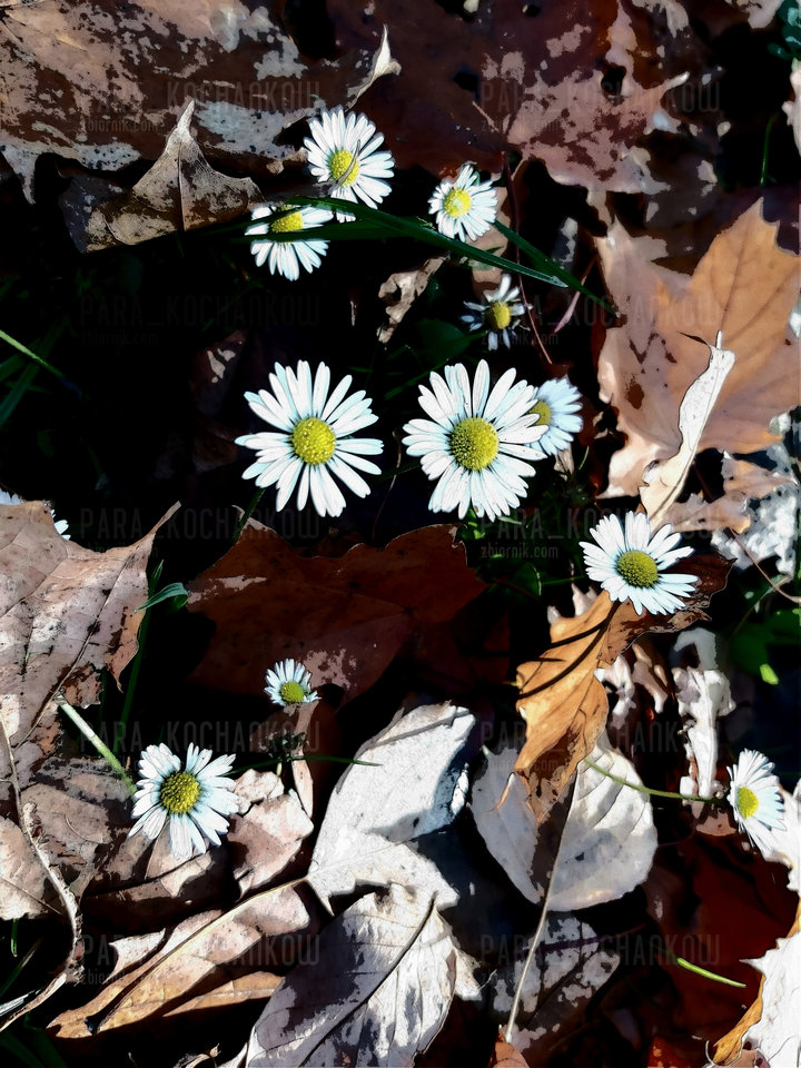 jesień c.d. - para_kochankow