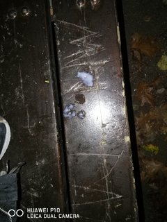 IMG_20191029_061625.jpg