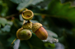 Postanowiłem pokazać żołędzia :))