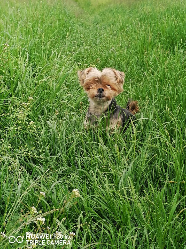 IMG_20190526_121200.jpg - lukaszz199822